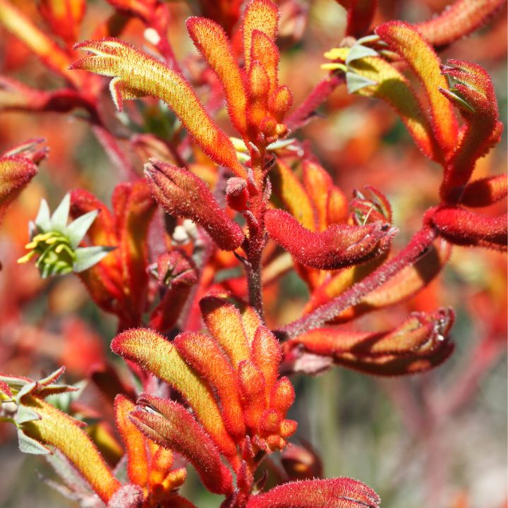 Kangaroo Paw Anigozanthos Bush Fire (AG) - 140mm all green