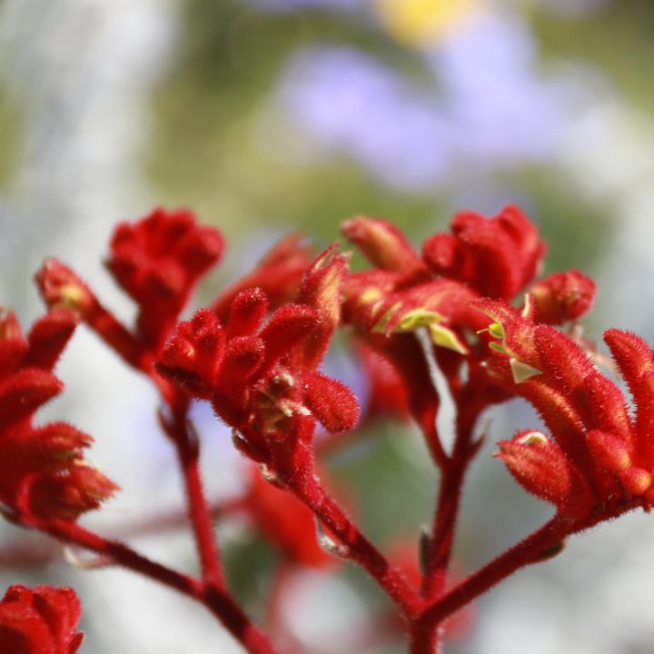 Kangaroo Paw Anigozanthos Bush Ballad (AG) - 140mm all green