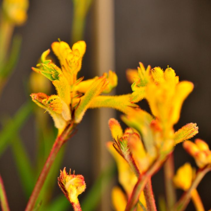Kangaroo Paw Anigozanthos Bush Zest (AG) - 140mm all green