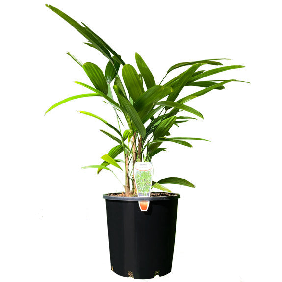 Palm Lady Finger Rhapis excelsa all green