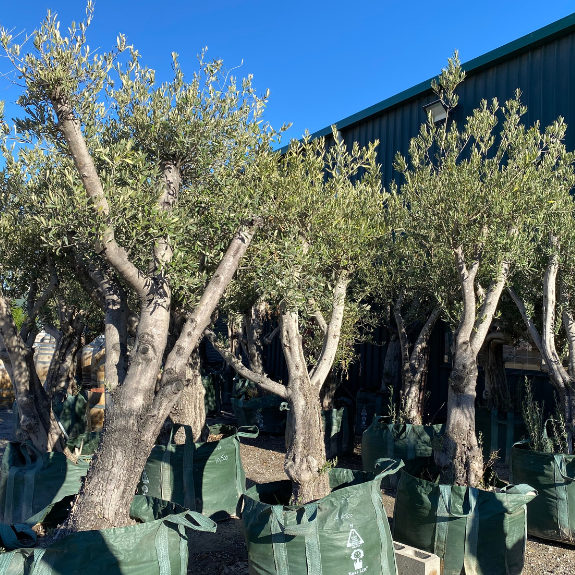 Large Architectural Olive trees - NOW ONLY $950 Inc GST all green