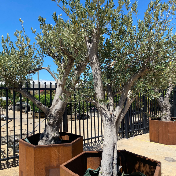 Large Architectural Olive trees - NOW ONLY $950 Inc GST all green