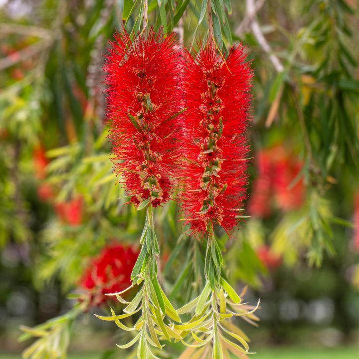 Callistemon ‘Little Cook’ 140mm all green