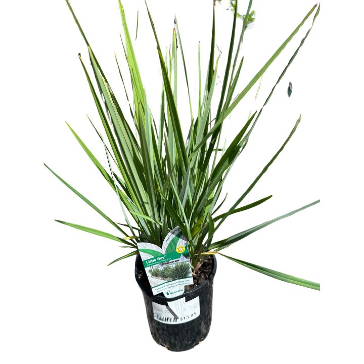 Dianella Little Rev revoluta (AG) - 140mm all green