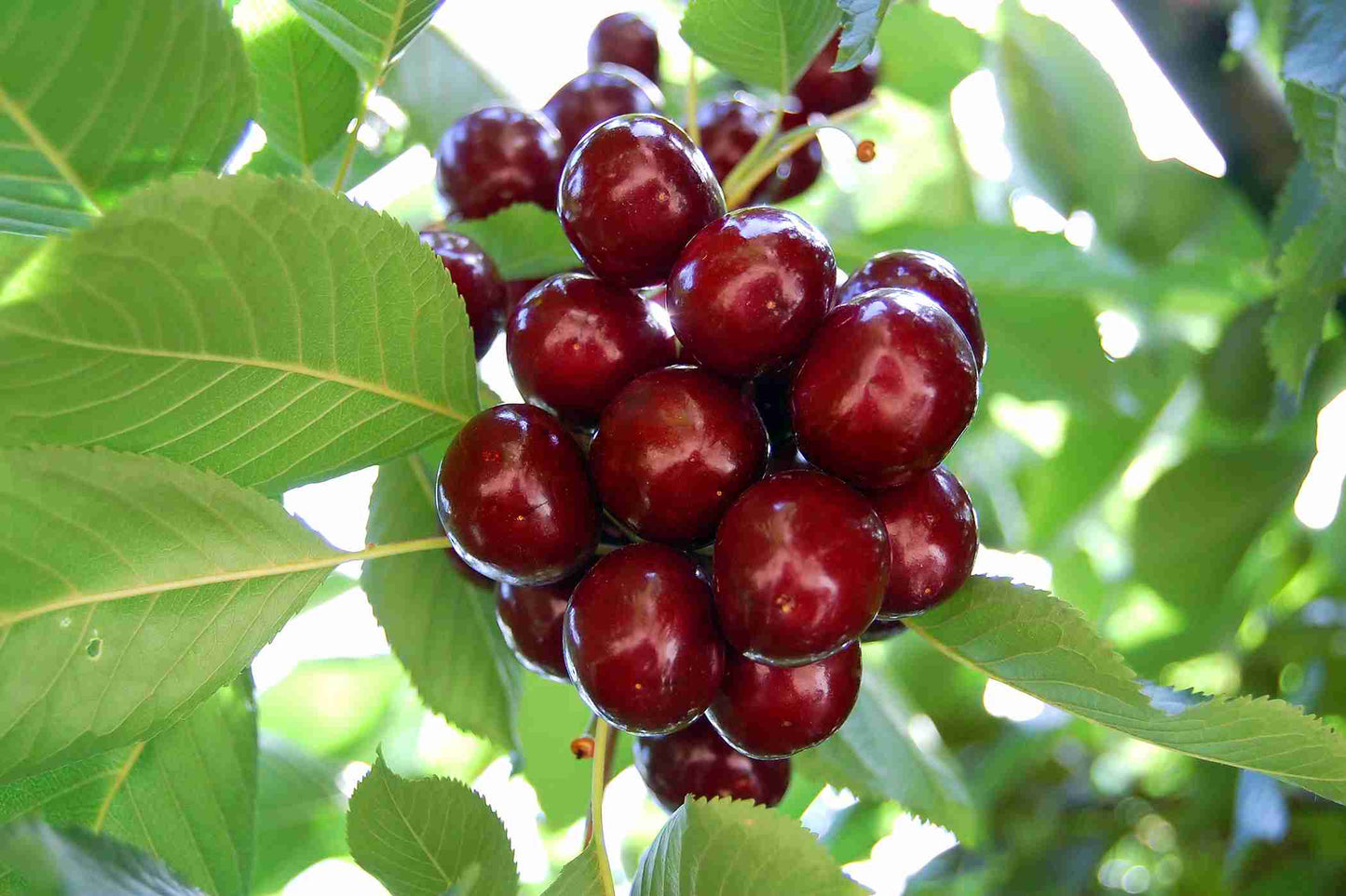 Miniature Cherry 'White Cherree- 250mm all green