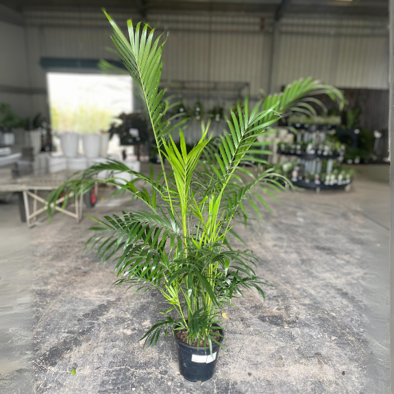 Palm Cascade Chamaedorea cataractarum all green