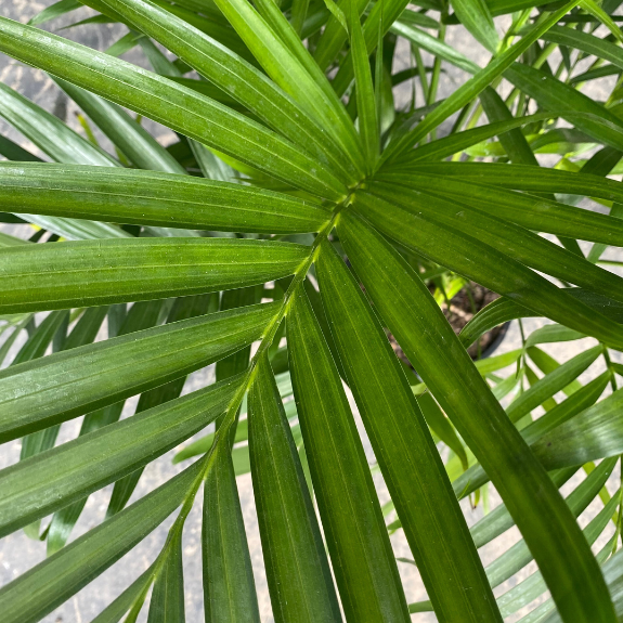 Palm Cascade Chamaedorea cataractarum all green