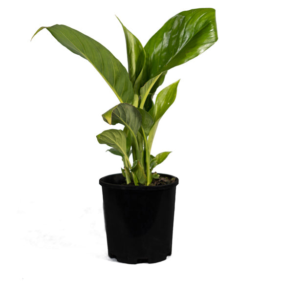 blue moon peace lily flower Spathiphyllum 'Blue Moon' (Peace Lily)
