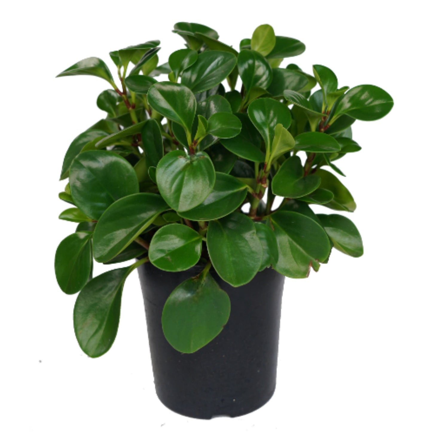 Peperomia Obtusifolia 'Jade' - 200mm all green