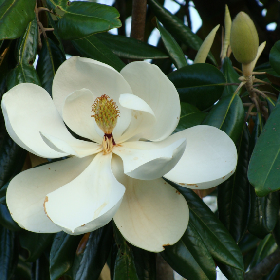 Magnolia ‘Little Gem’ 200mm all green