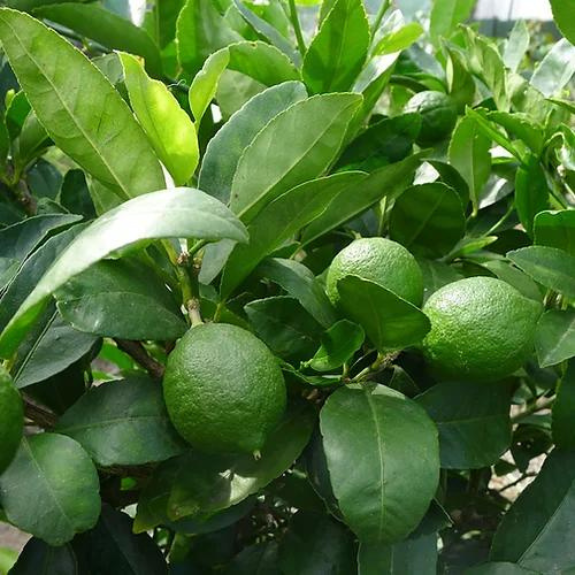 Citrus Lime Tahitian - 250mm – All Green