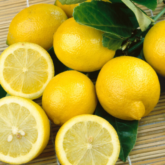 Citrus Lemon Lisbon all green