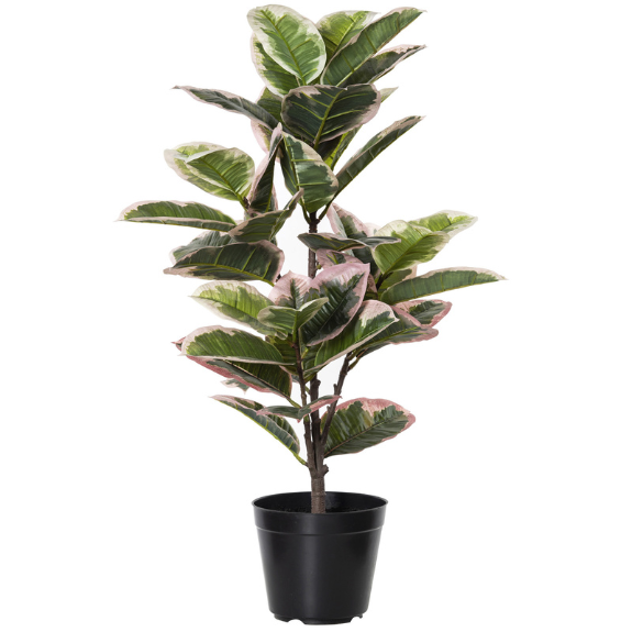 Ficus elastica 'Tineke' - 200mm all green