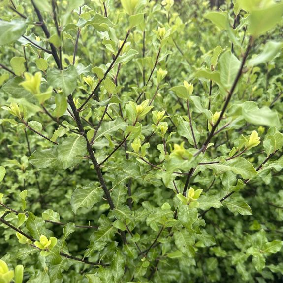 Pittosporum Silver Sheen all green