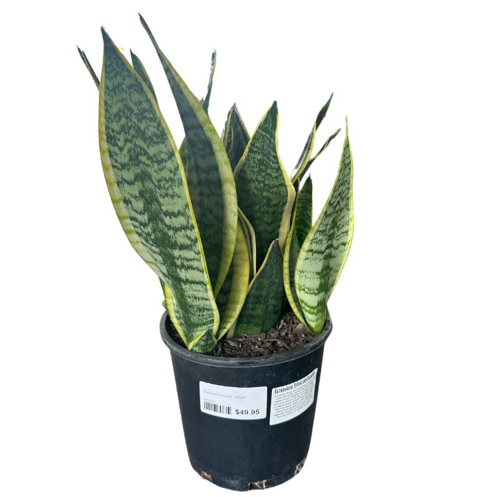 Snake Plant Sansevieria Laurentii - 200mm all green