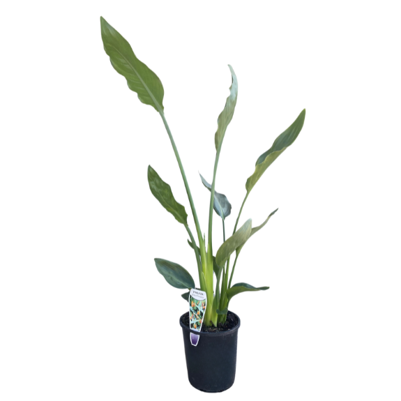 Strelitzia reginae Bird Of Paradise - 140mm all green