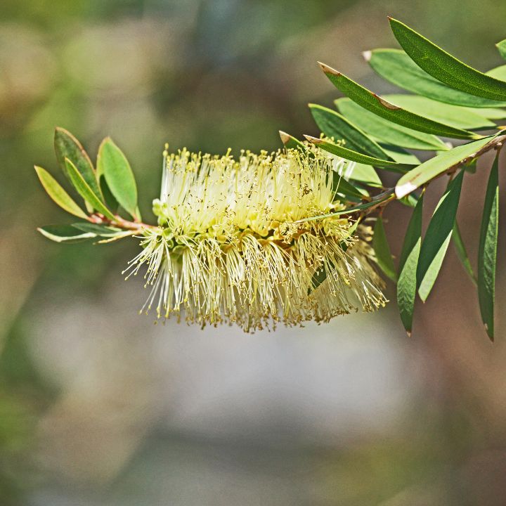 Callistemon ‘White Anzac’ - 250mm all green