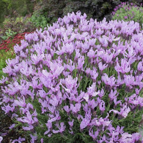 Lavender Pink queen - 140 mm all green