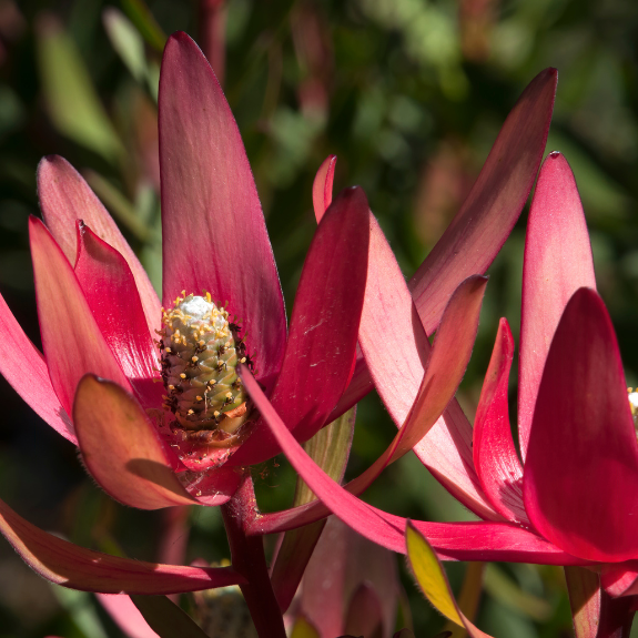 Leucadendron Safari - 140mm all green