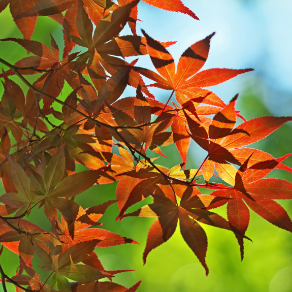 Assorted Maples 300mm all green