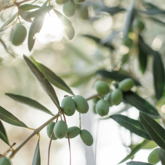 Olive Tree all green