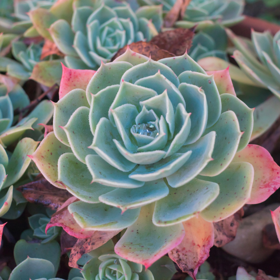 Echeveria Imbricata -140mm all green