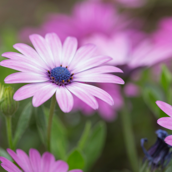 Osteospermum Assorted - 140mm all green