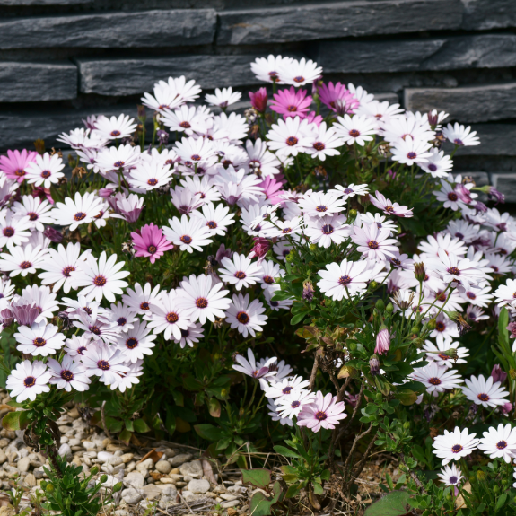 Osteospermum Assorted - 140mm all green
