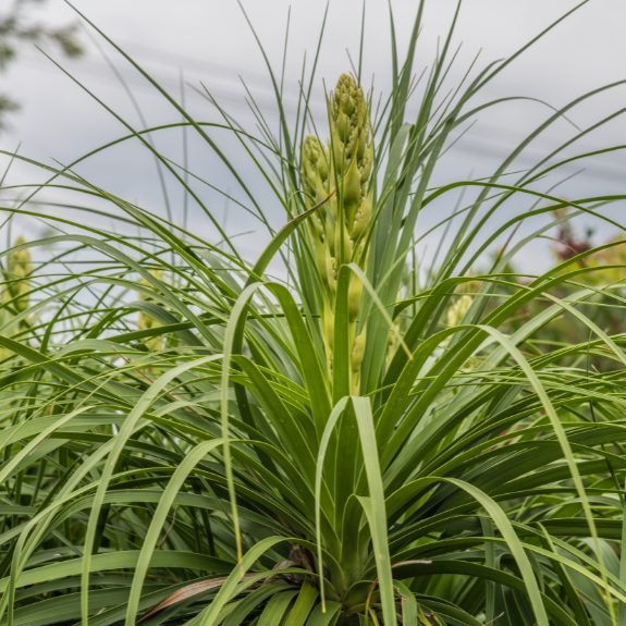 Ponytail Palm - 200mm