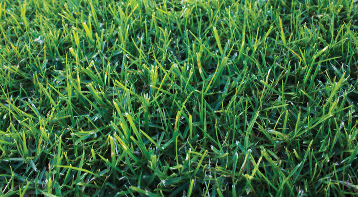 Eureka Premium (VG) Kikuyu Turf