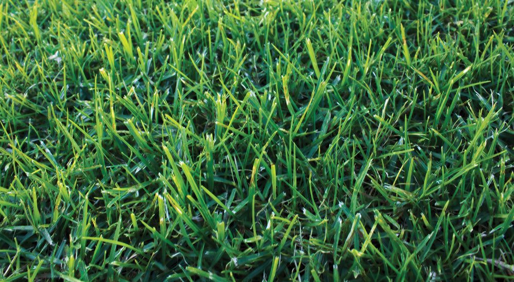 Eureka Premium (VG) Kikuyu Turf all green