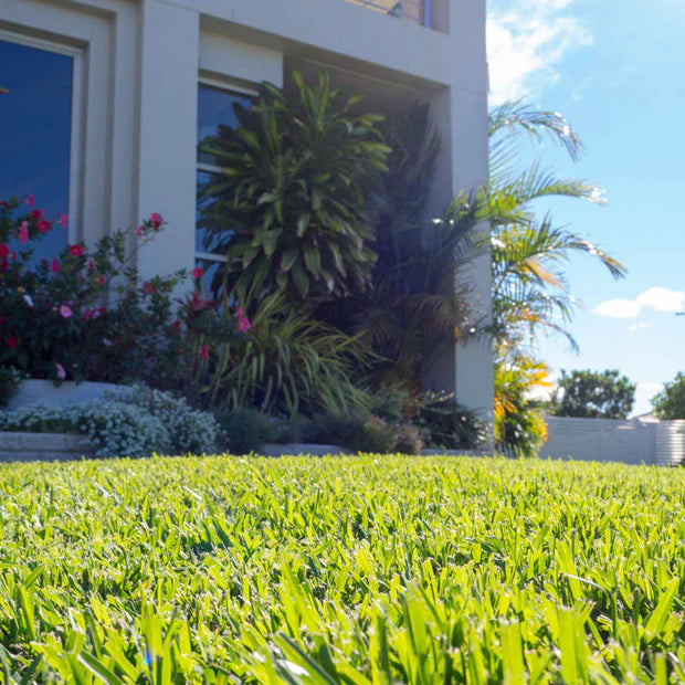 Eureka Premium (VG) Kikuyu Turf all green
