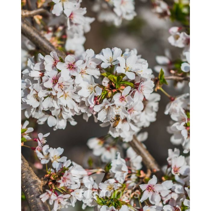Weeping Cherry all green