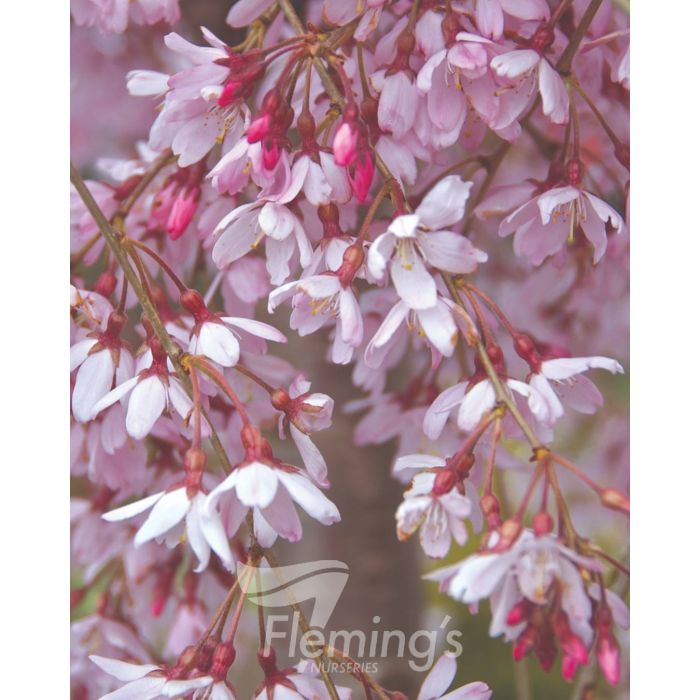 Weeping Cherry all green