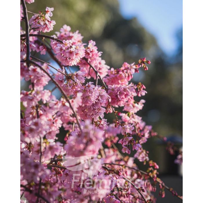Weeping Cherry all green