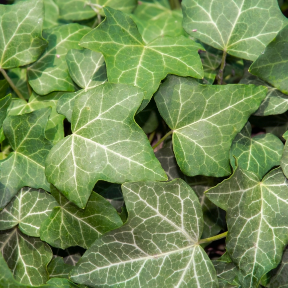 Hedera Canariensis - 140mm all green
