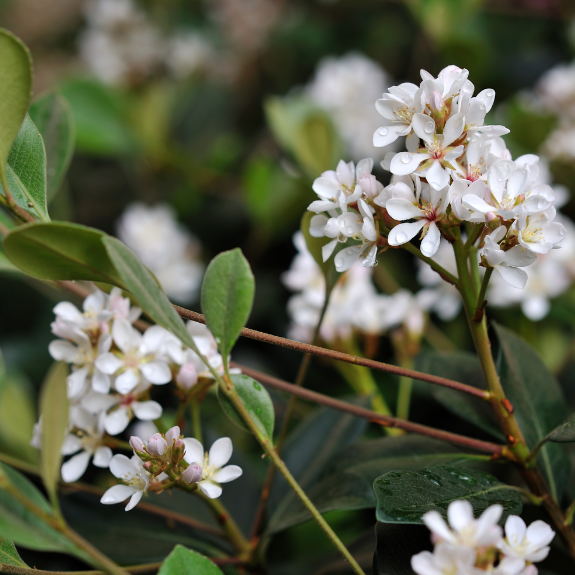 Indian Hawthorn - 140mm all green