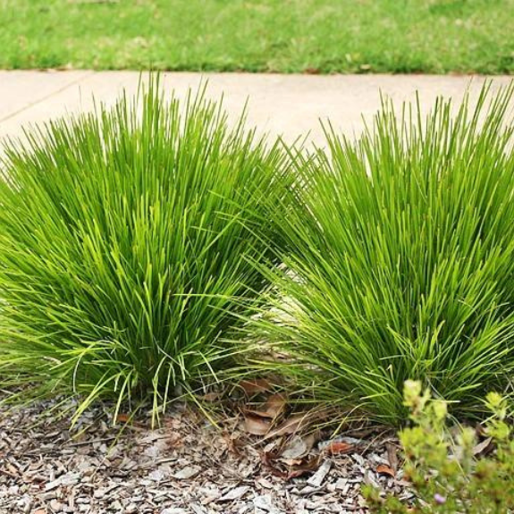 Lomandra 'lime tuff' - 140mm all green