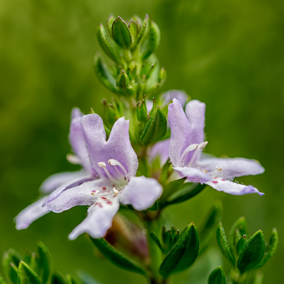 Westringia 'lilac & lace' - 140mm all green