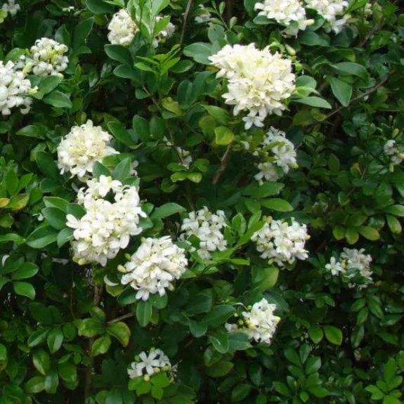 Murraya Paniculata 200mm Pot all green