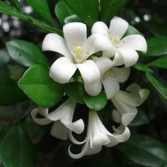 Murraya Paniculata 200mm Pot all green