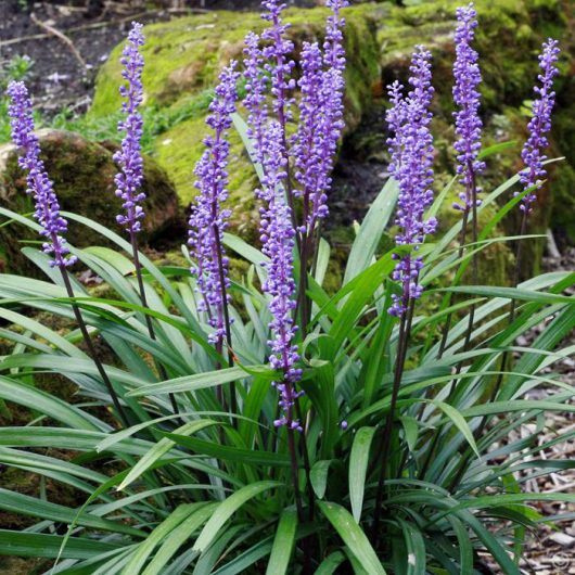 Liriope gigantum c.v Evergreen Giant - 140mm Pot all green