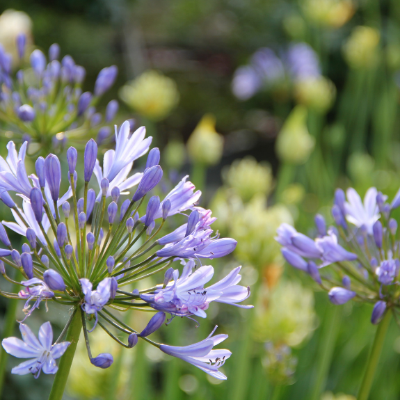 Agapanthus - 140mm all green