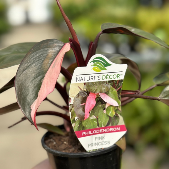Pink Princess Philodendron - 100mm all green