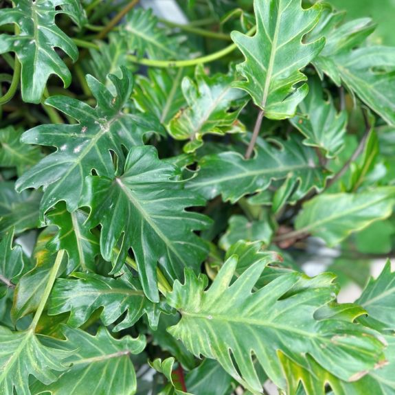 Philodendron Xanadu - 200mm Pot all green