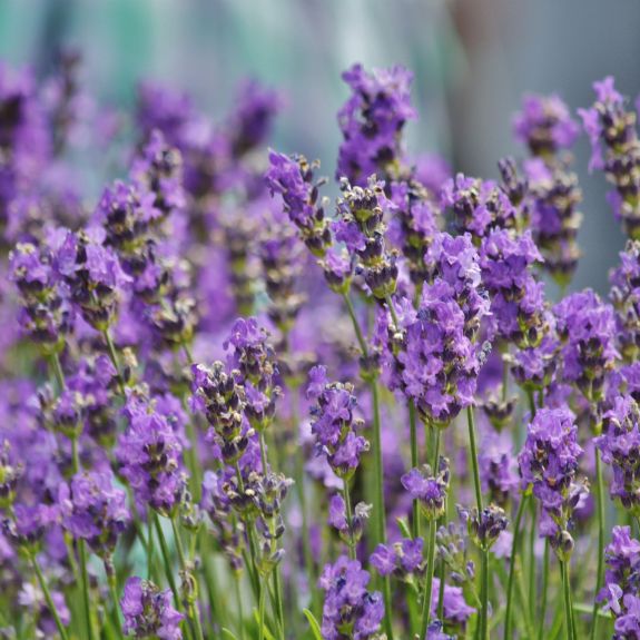 Lavender 'Avonview' - 140mm all green