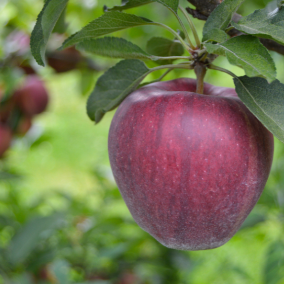Apple 2 Way - 'Gala' - 'Red Delicious' - Potted 300mm all green