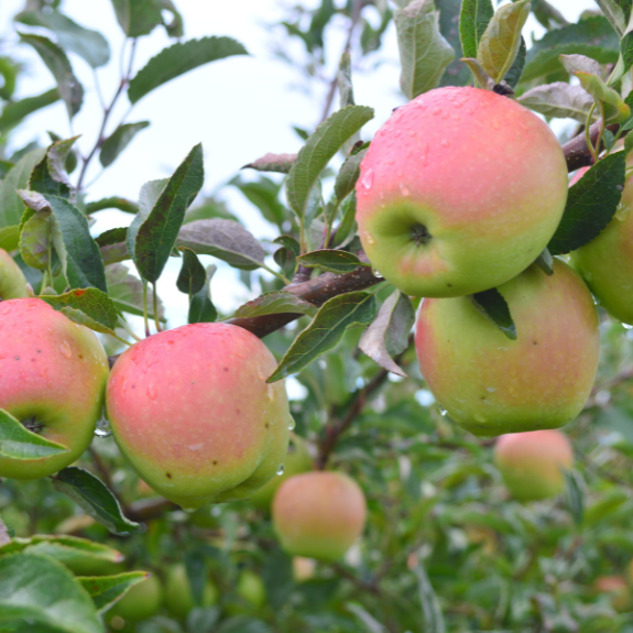 Apple 2 Way - 'Granny Smith' - 'Jonathan' - Potted 300mm all green