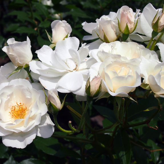 Iceberg Bush Rose - 200mm all green