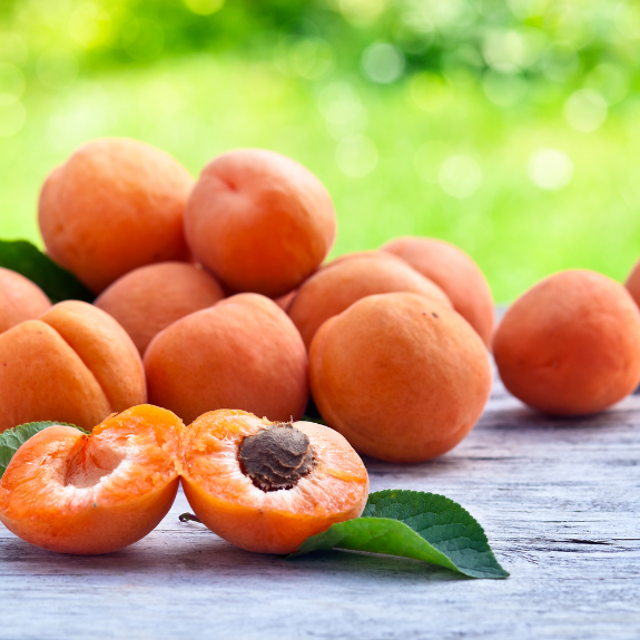 Apricot 'Moorpark' - Potted 250mm all green